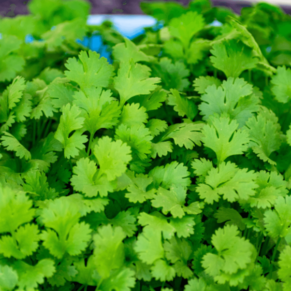 Coriander Leaves Big