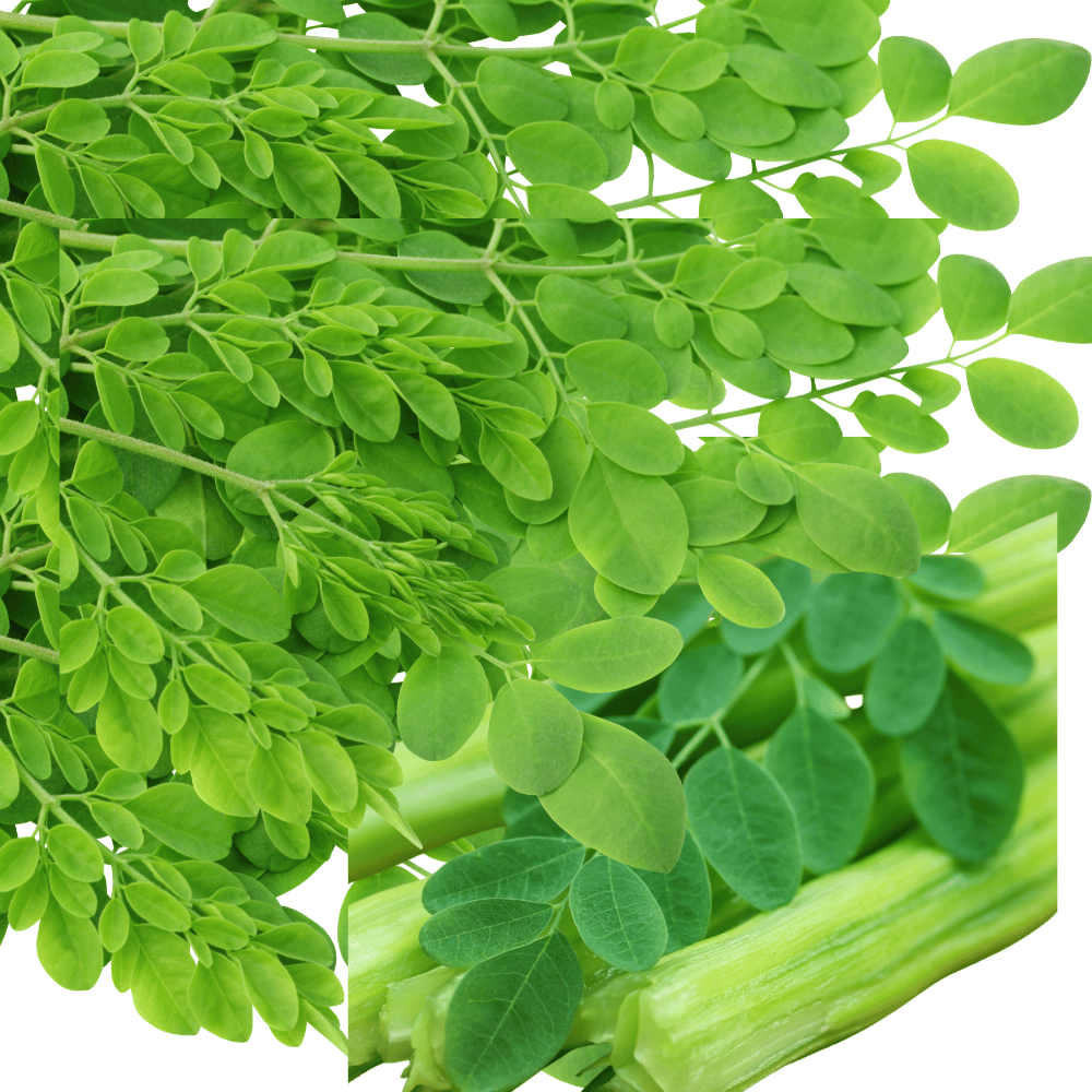 Drumstick Leaves