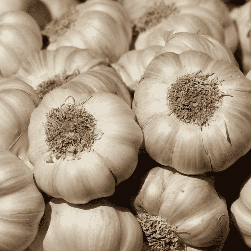 Fresh Garlic (Large) 500 g - Buy Online in Hyderabad