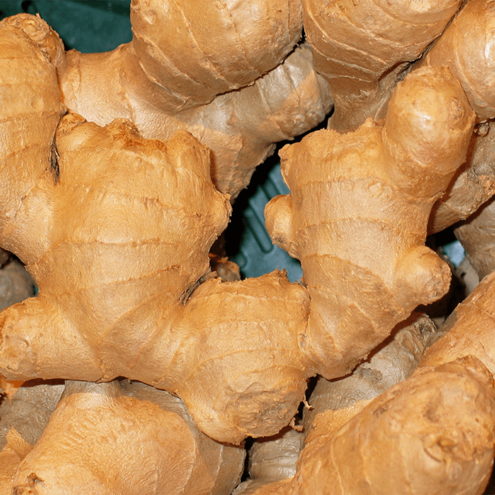 Ginger