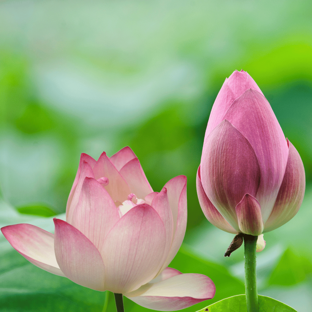 Lotus