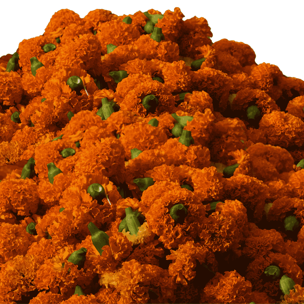 Marigold Orange