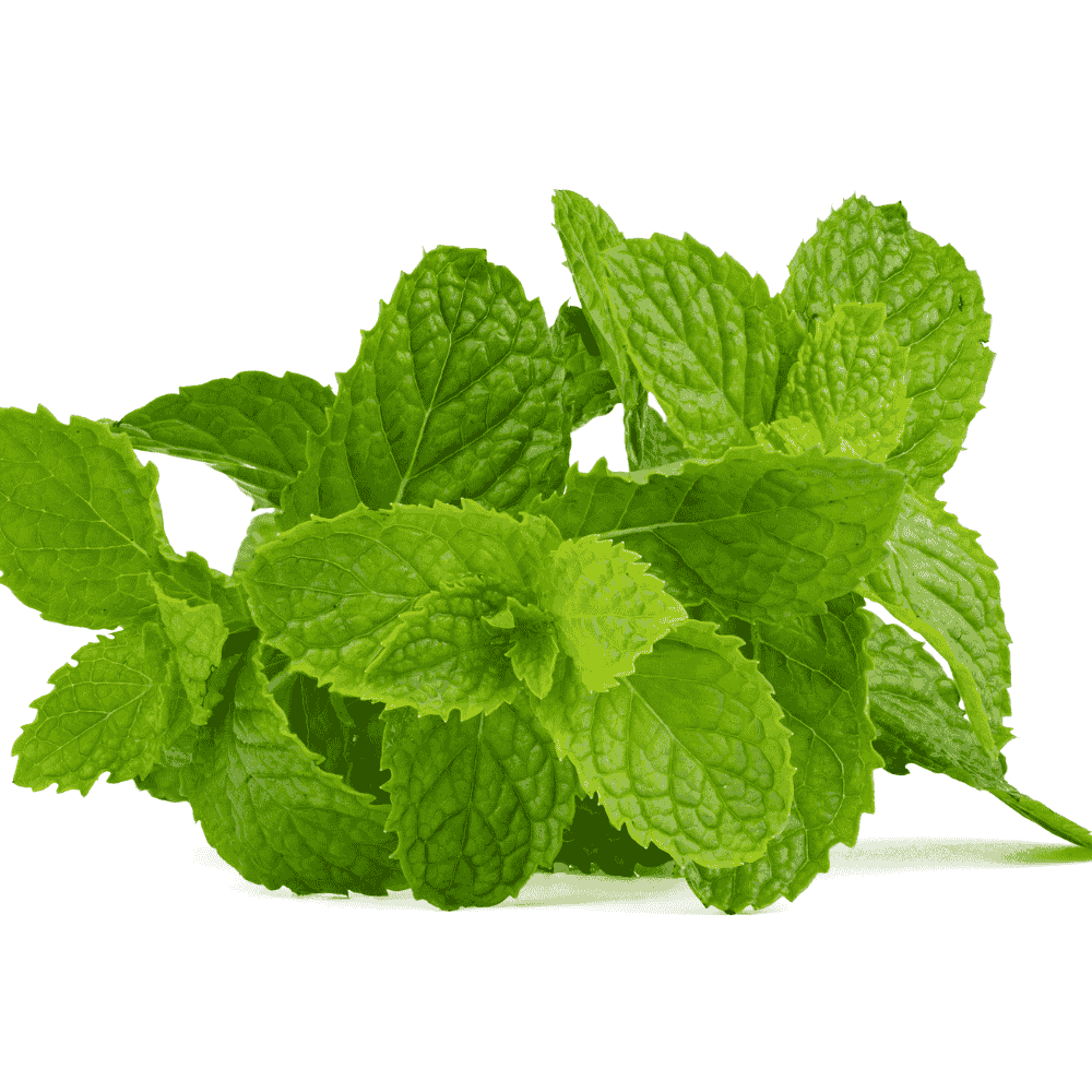 Mint